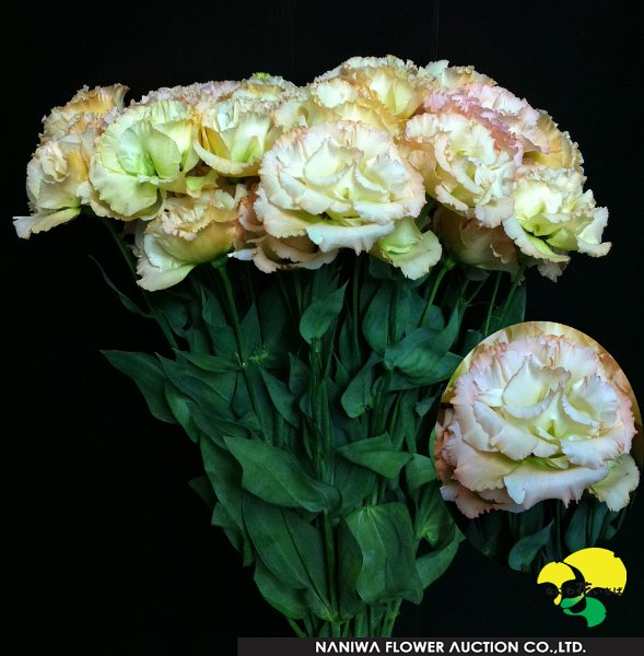 Eustoma Serge Heart.jpg